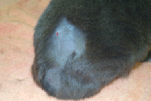 4126814 This patient’s bite wound abscess (the small red puncture wound on its hip) would not be visible without shaving the fur away from the area