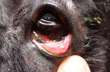 Allergic Conjunctivitis in Dogs and Cats