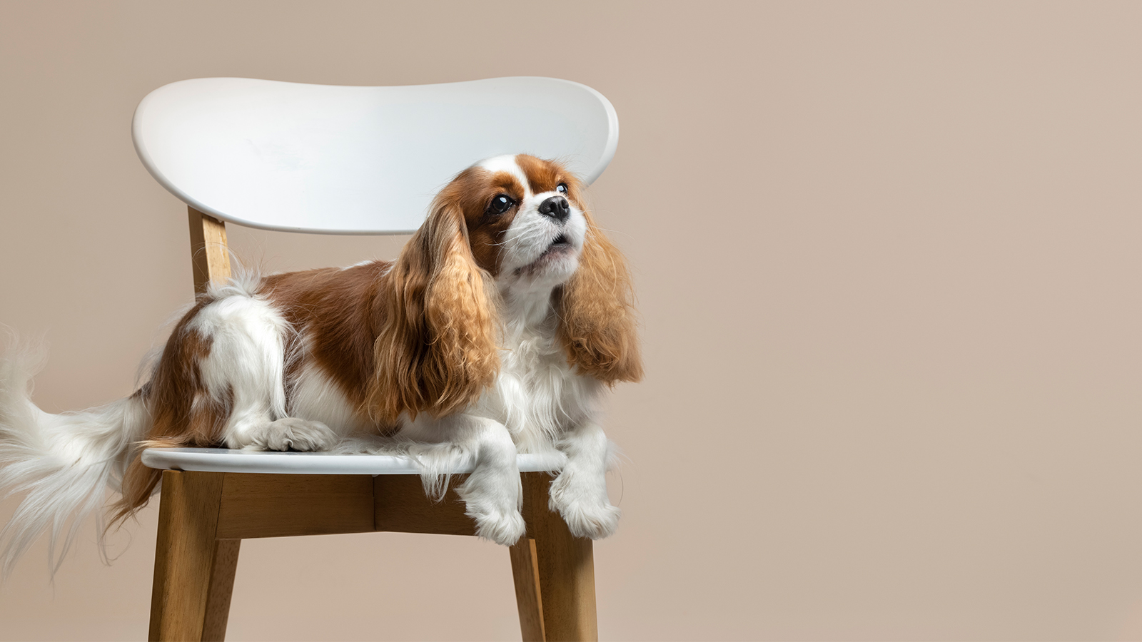 Veterinarian In Milford MA | Metrowest Veterinary Associates