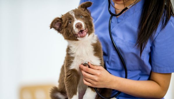 Metrowest Veterinary Associates-pet wellness