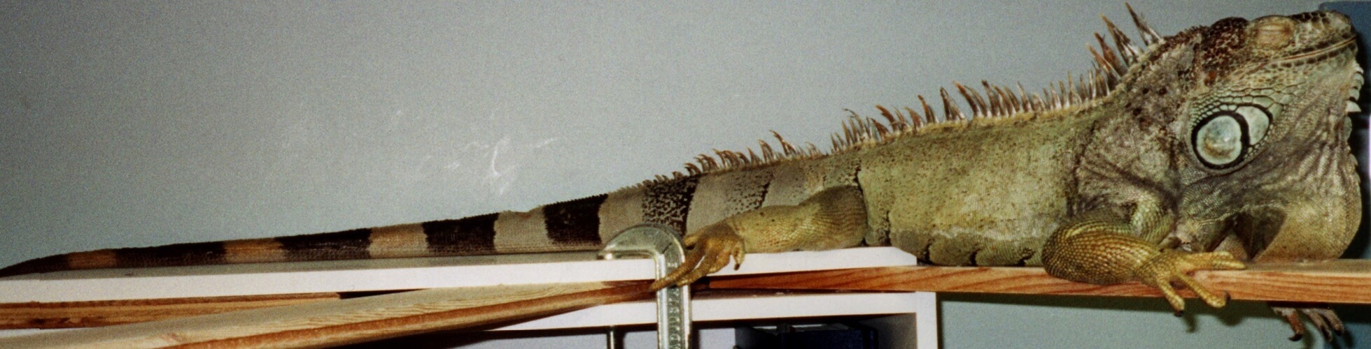 Tribute To Leonard Metrowest Veterinary Associates