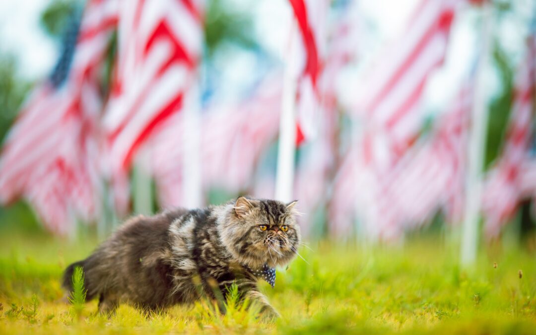 Keep Your Furry Friends Safe: Important Pet Safety Advice for the Fourth of July