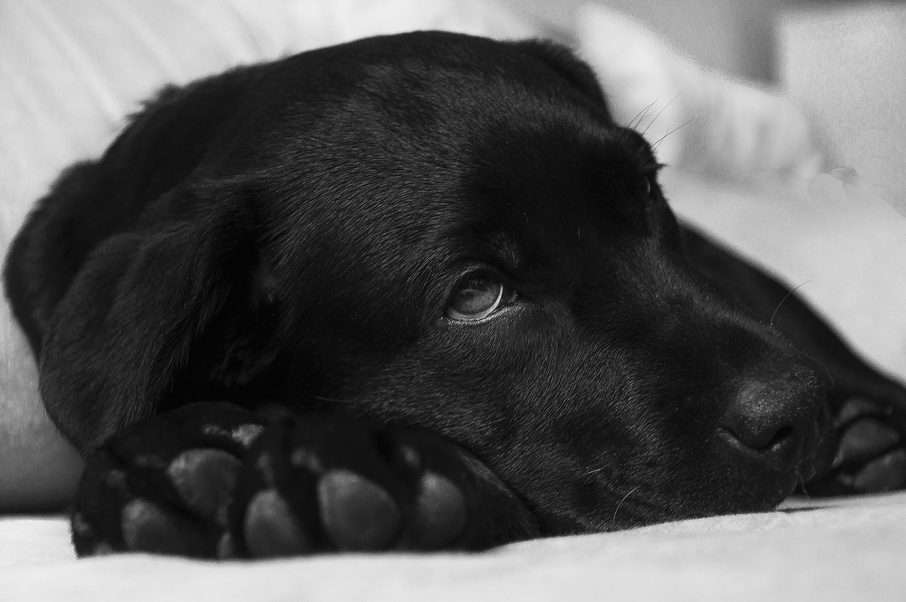 The Hidden Threat: Why Chocolate Poses A Serious Danger To Your Canine ... - Effects Of Chocolate On Canine Muscle Function