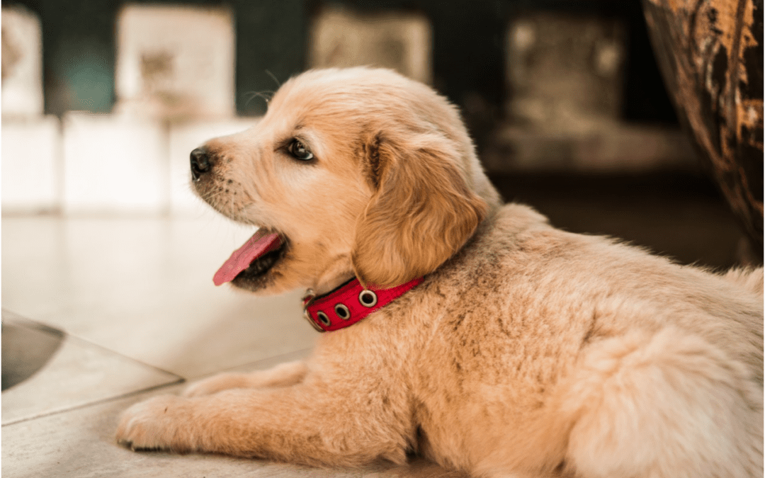 How to Welcome a New Puppy in Your Home