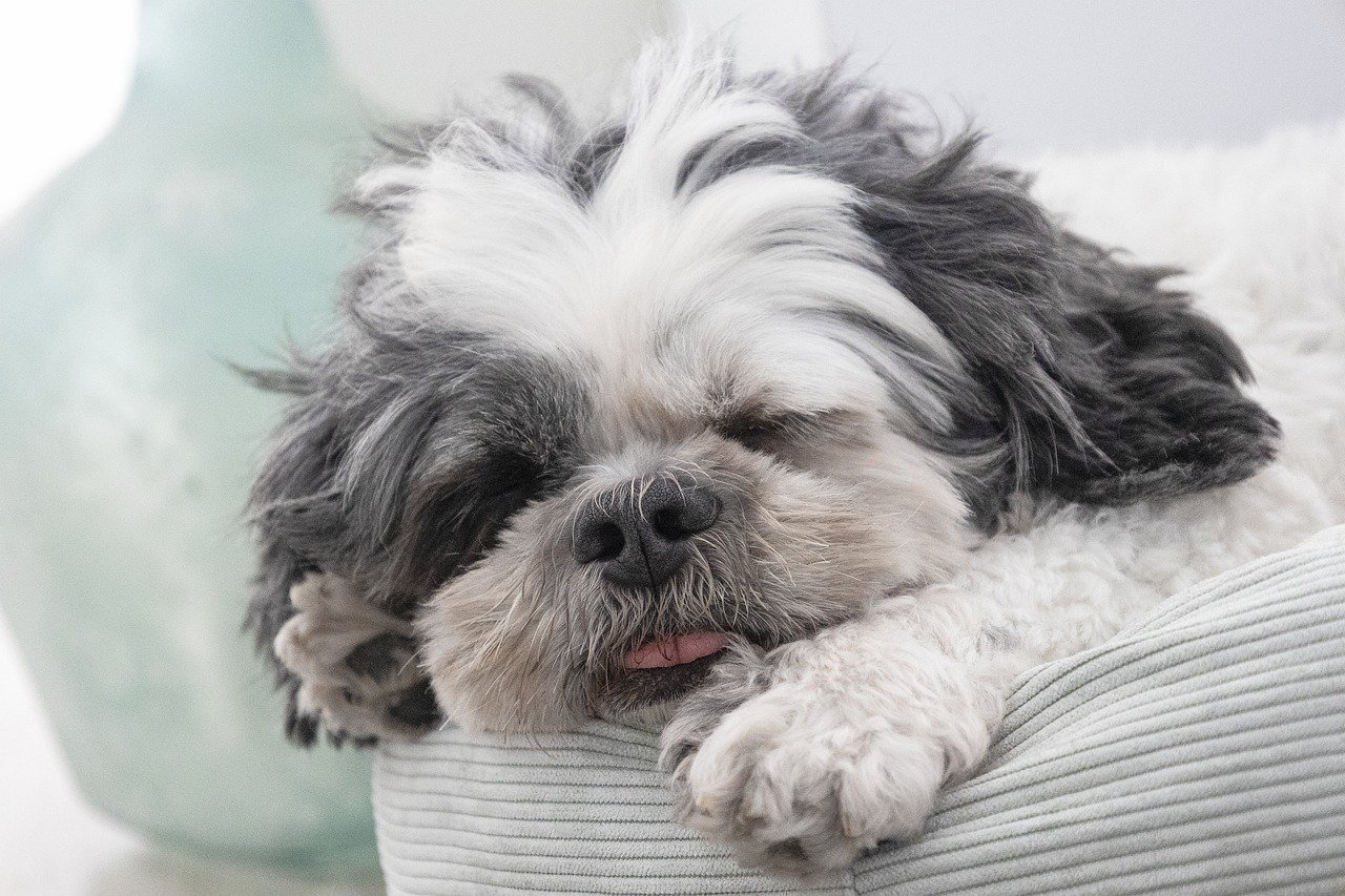 Image showcasing Spotting Osteoarthritis Signs In Your Pet | Metrowest Veterinary Associates