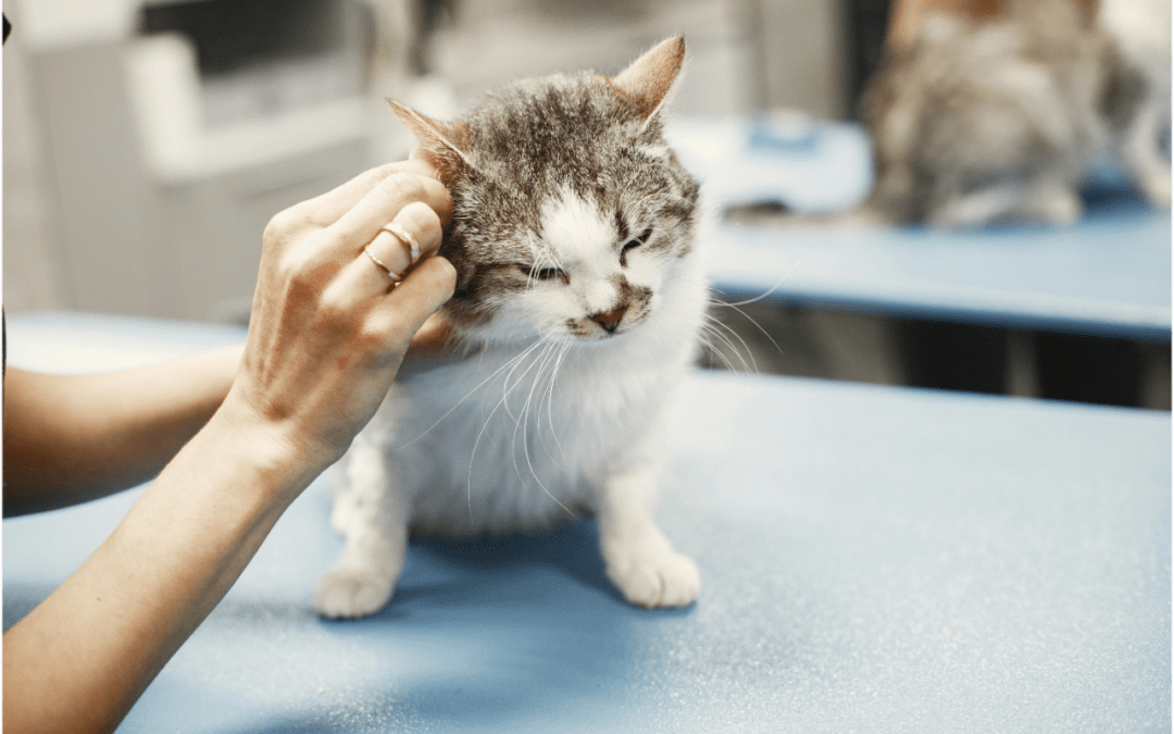 Light brown and white cat being examined at the vet