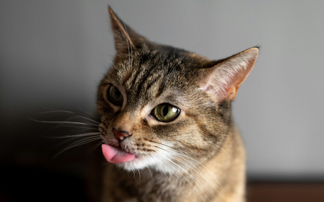 June Cat Care Checklist: Summer Wellness for Your Furry Friend